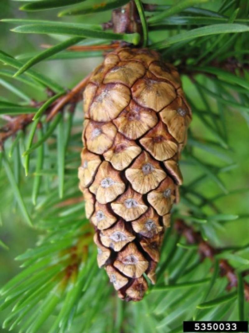 Other Ways To Put Pine Cones To Work In Your Yard