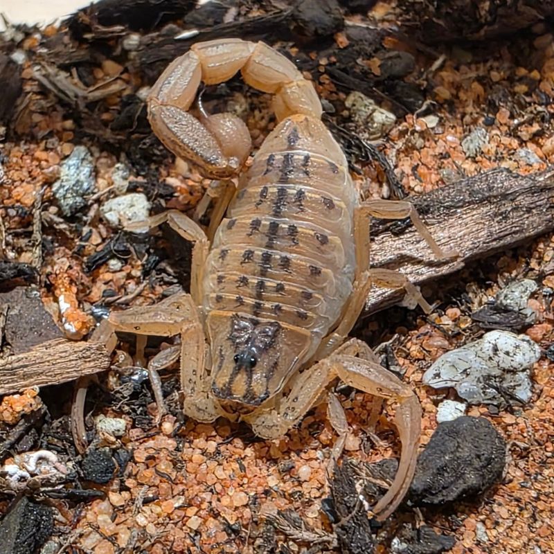 Outdoor Lights Draw In Scorpion Prey