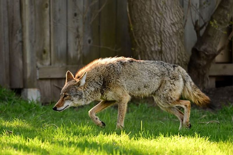 Outdoor Pet Food Can Quickly Attract Hungry Wildlife