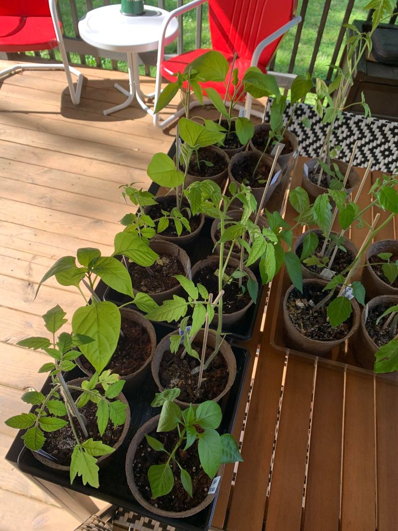 Outdoor Time Helps Tomato Stems Toughen