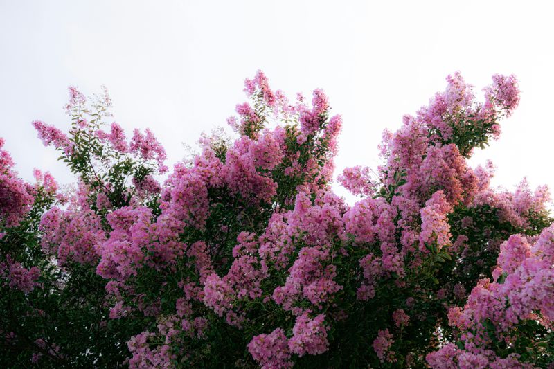 Over-Trimming Reduces Flower Production