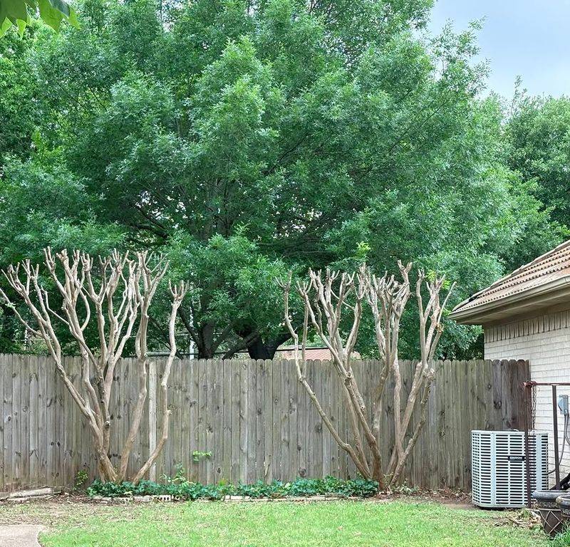 Overcrowded Branches May Limit Airflow And Bud Growth