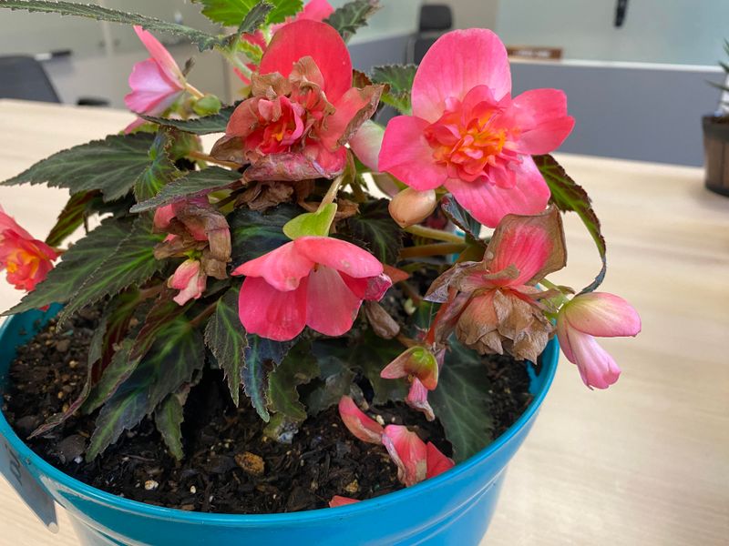 Overcrowded Containers Often Reduce Airflow Around Leaves