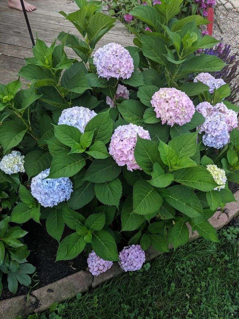Overcrowded Growth Reduces Airflow In Humid Weather