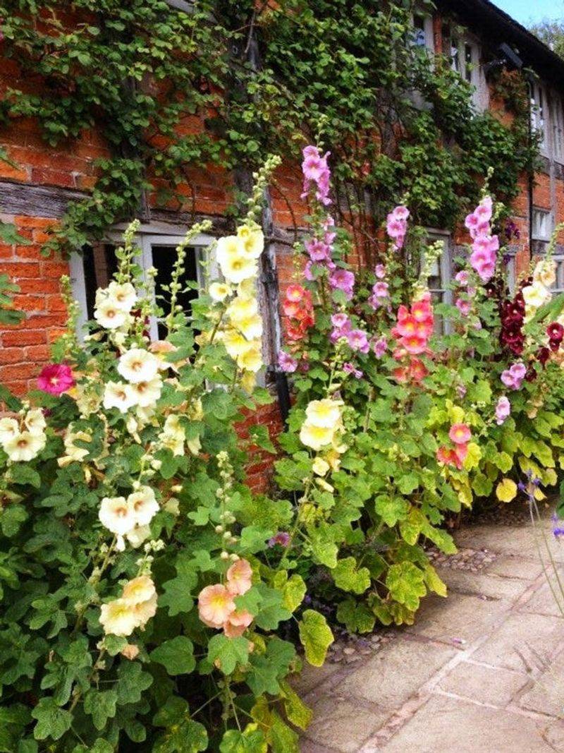 Overcrowded Hollyhocks Become More Vulnerable To Rust