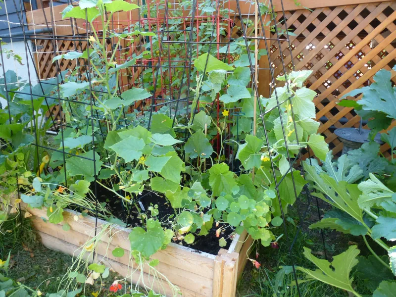 Overcrowded Raised Beds Often Lead To Weak Cucumber Growth