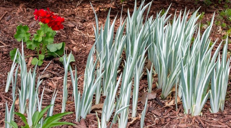 Overcrowded Rhizomes Fighting For Space