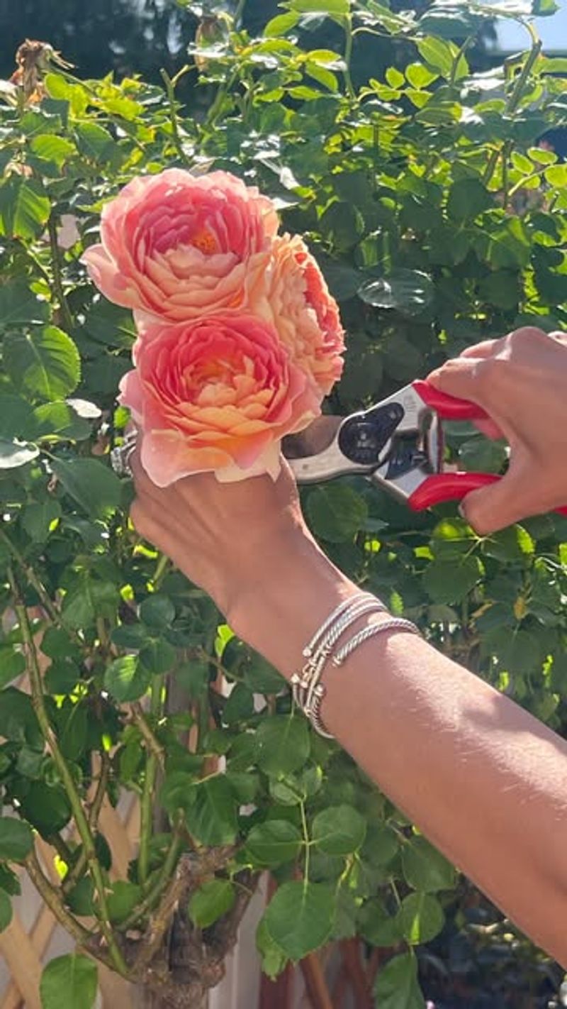 Overcrowded Roses Struggle In Humid Summers Overcrowded Roses Struggle In Humid Summers