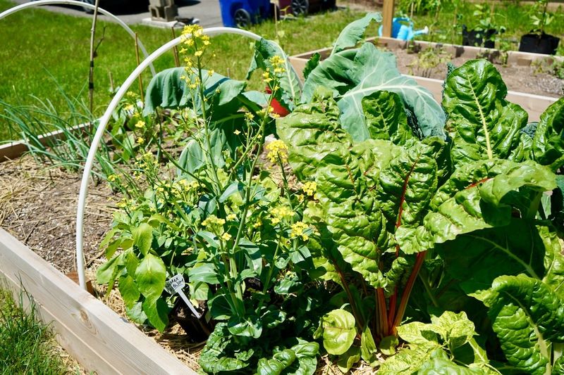 Overcrowding Garden Beds