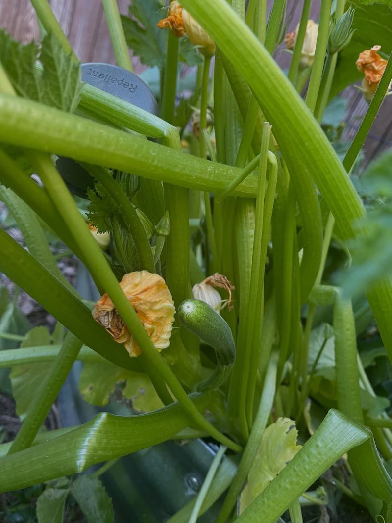 Overcrowding Plants