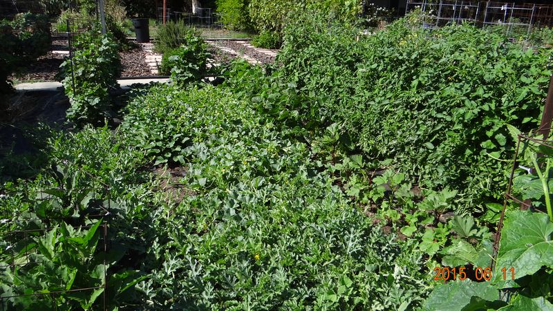 Overcrowding Plants