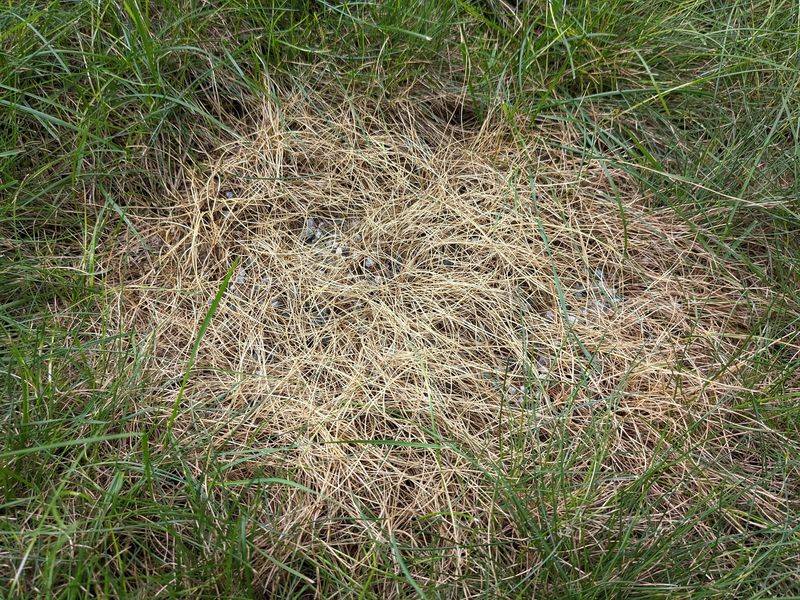 Overfertilized North Carolina Lawns Often Attract More Chinch Bugs