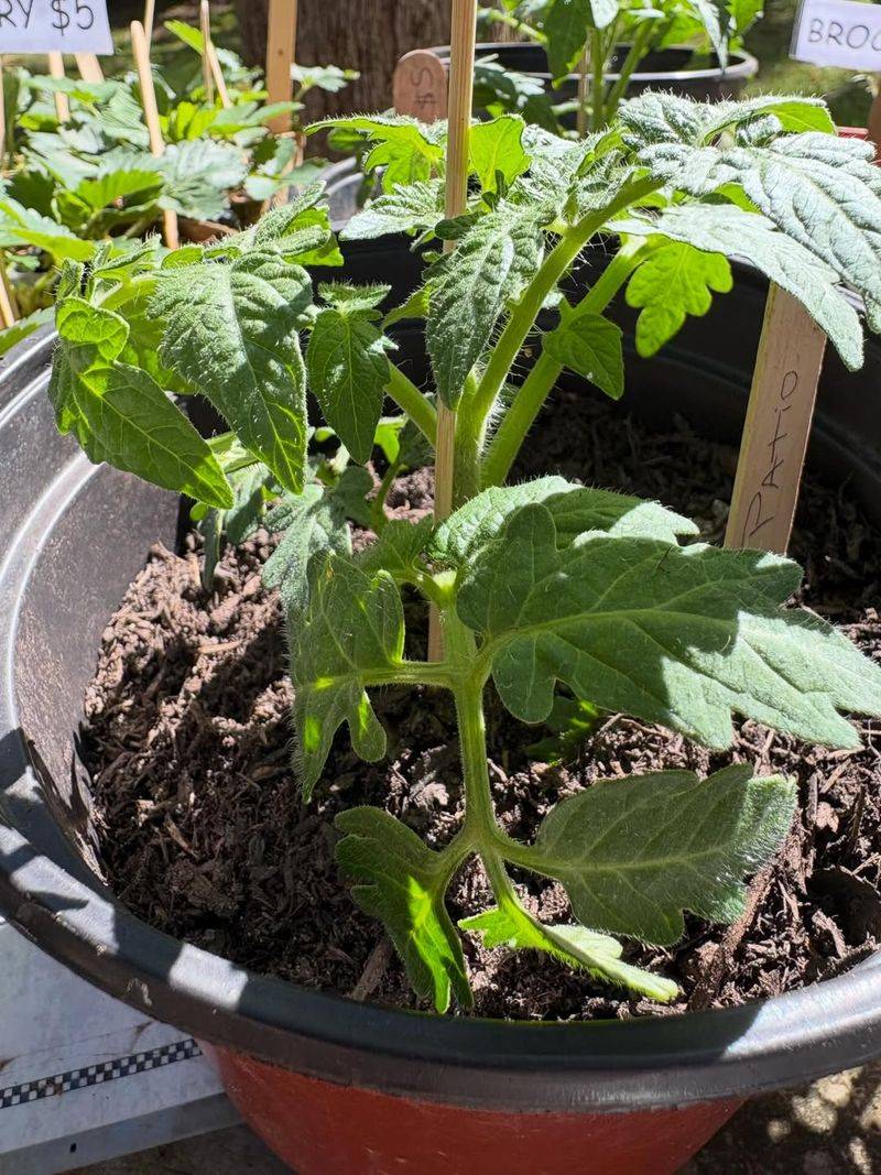 Overfertilized Tomatoes Often Attract More Thrips Problems