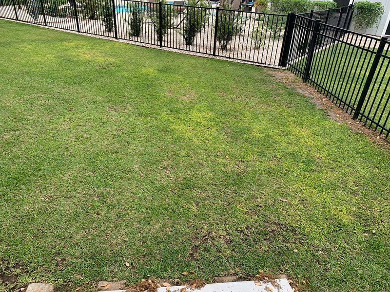 Overfertilizing Centipedegrass