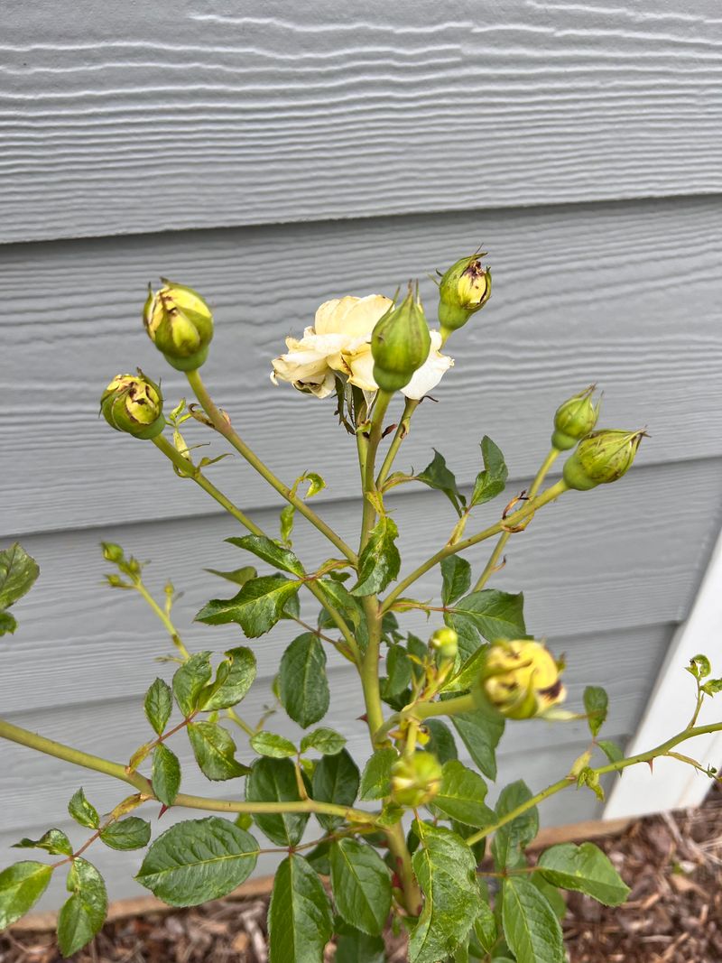 Overfertilizing Creates Weak Disease Prone Rose Growth