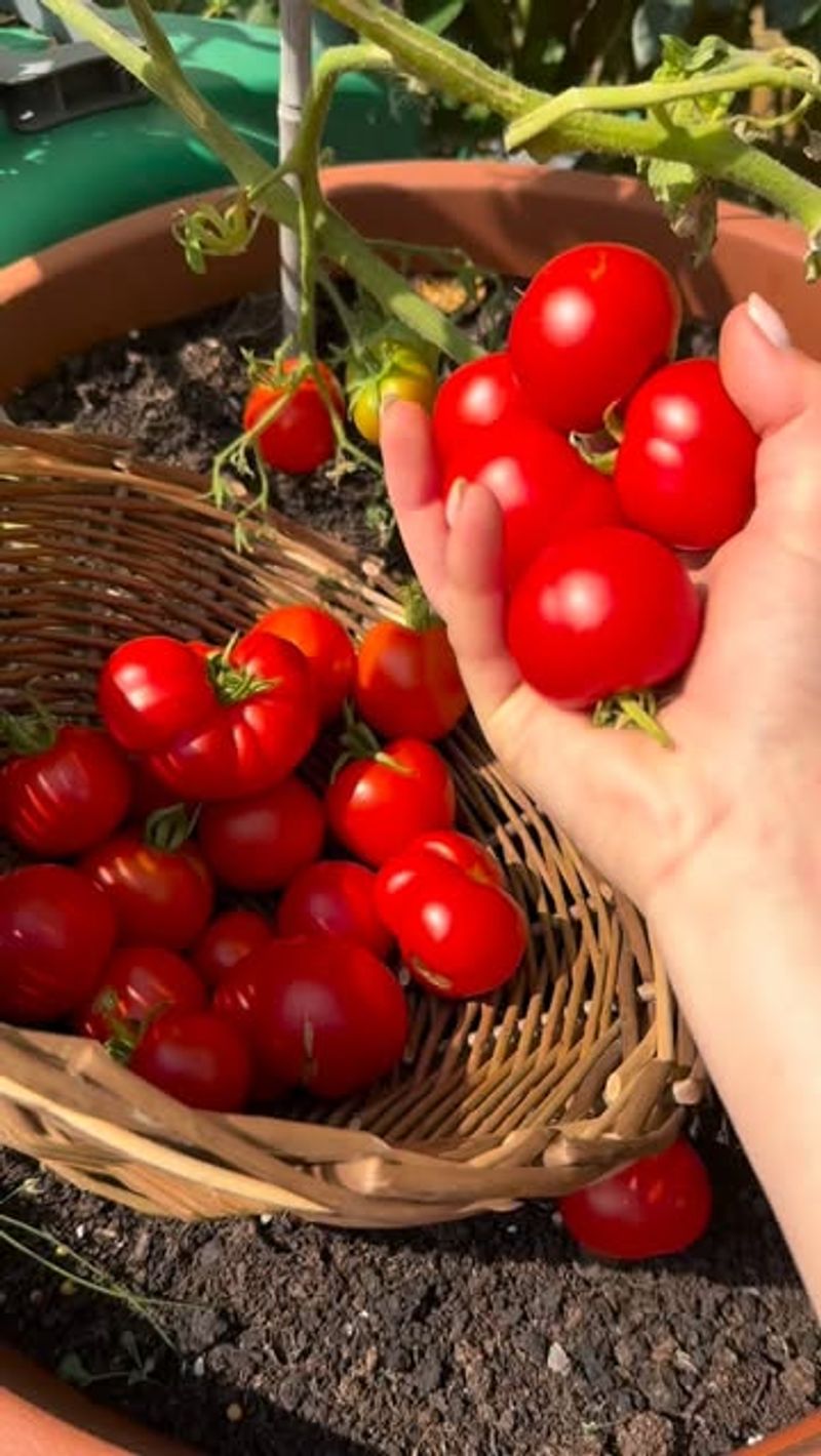 Overfertilizing With Nitrogen And Ignoring Balance