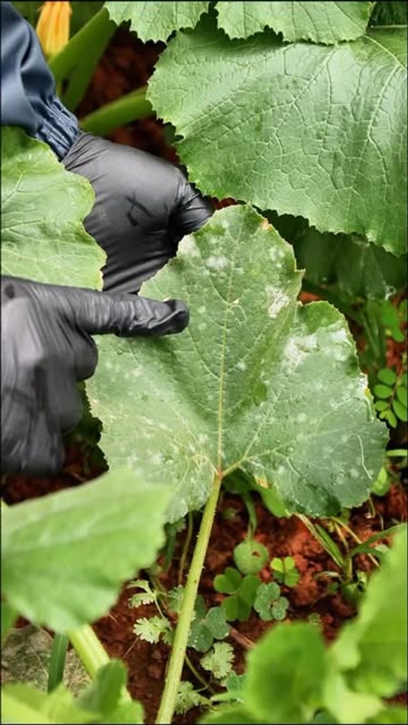 Overfertilizing With Nitrogen
