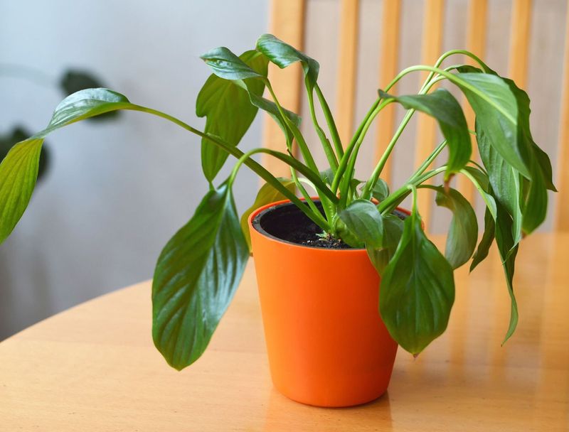Overfertilizing Your Plant