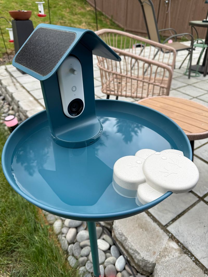 Overflowing Birdbaths That Turn Into Mosquito Hotspots