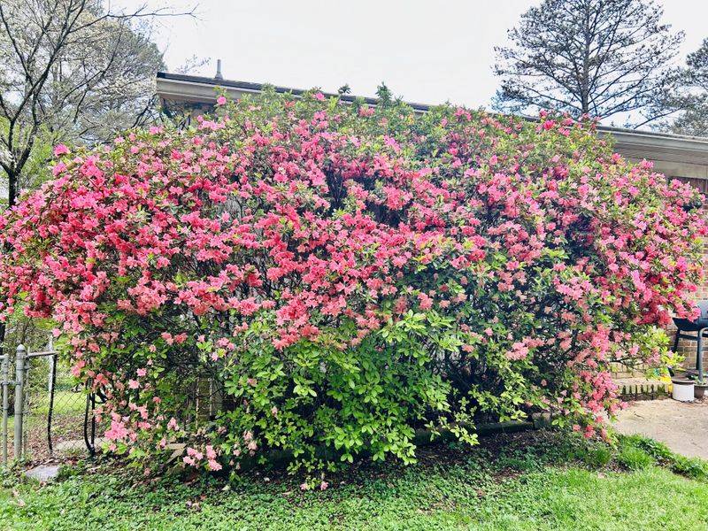 Overgrown Azaleas Often Respond Better To Gradual Pruning