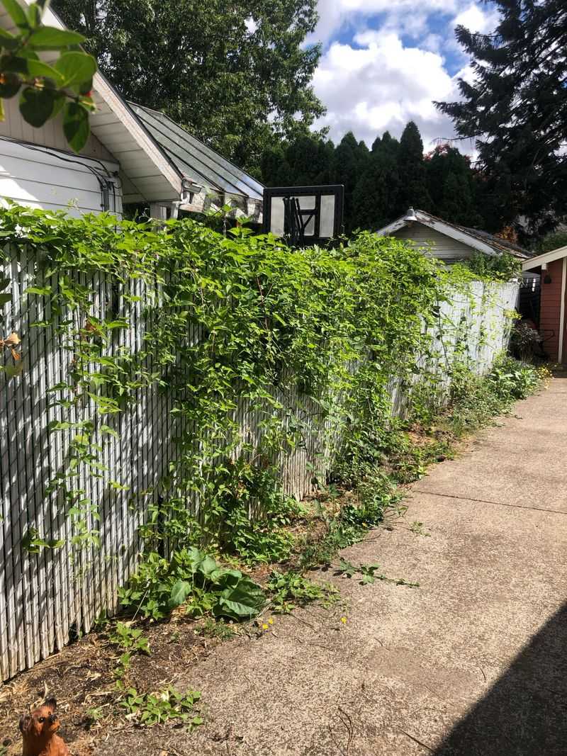 Overgrown Fence Lines Make Yard Checks Much Harder