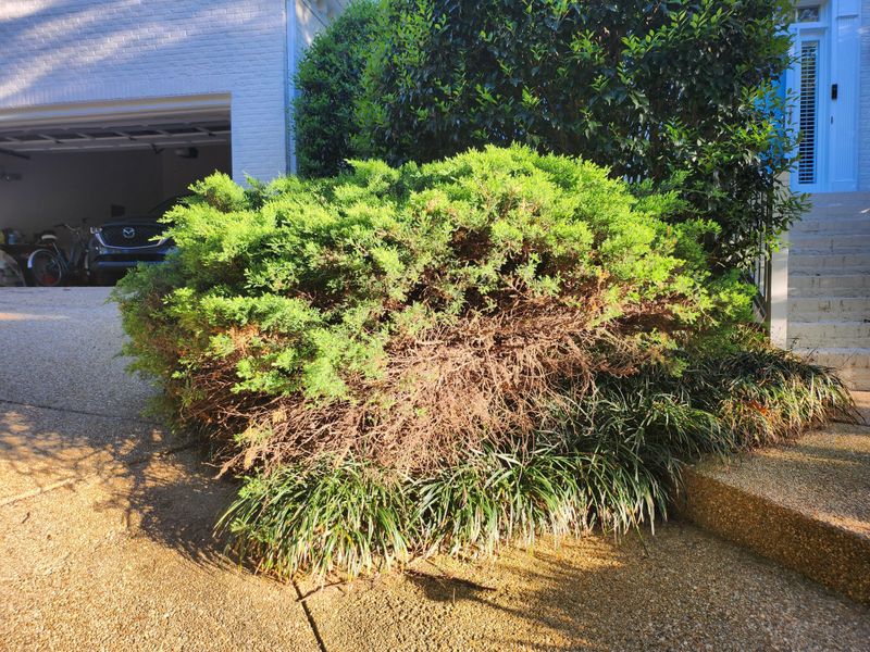 Overgrown Junipers Can Hold Too Much Dry Growth