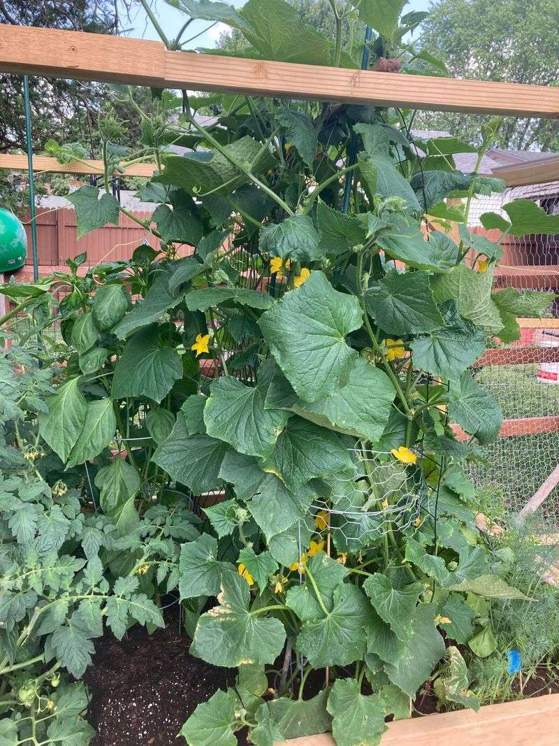Overgrown Vines Become Harder To Harvest And Support