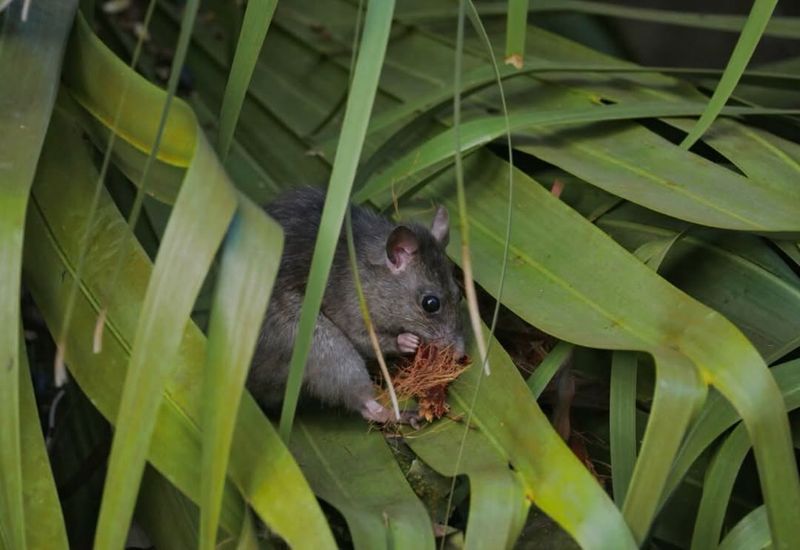 Overgrown Vines Give Rodents More Access To Rooflines Overgrown Vines Give Rodents More Access To Rooflines