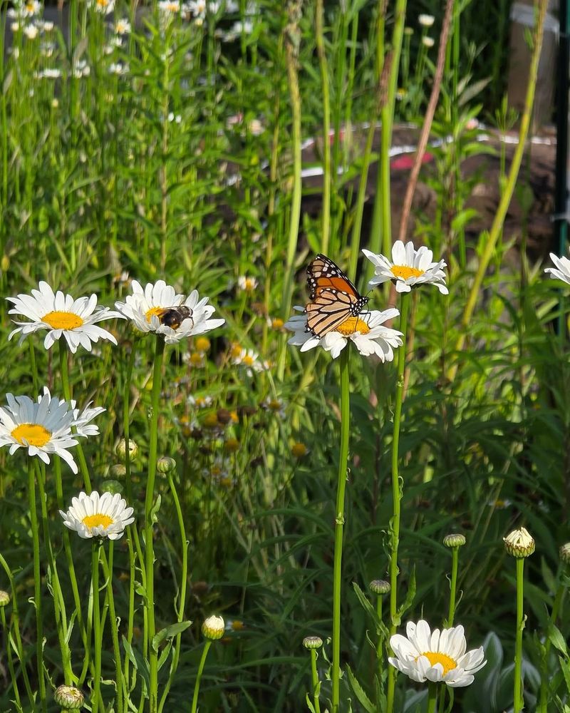 Overgrown Yard Corners Give Butterflies More Cover