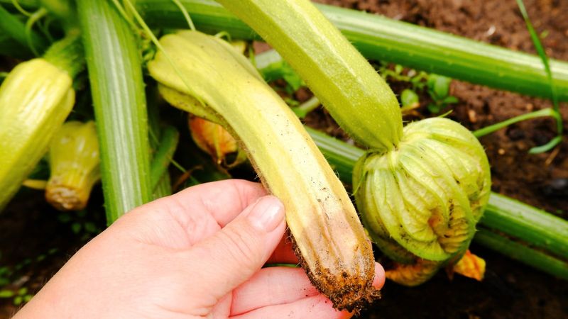 Overhead Watering Invites Rot Around Tender Fruit