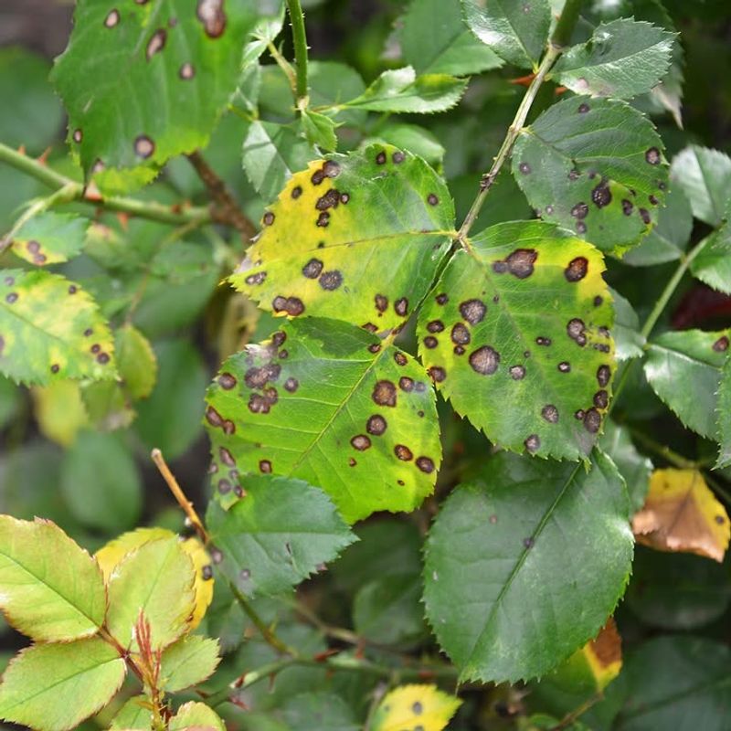 Overhead Watering Raises Leaf Spot Pressure Overhead Watering Raises Leaf Spot Pressure