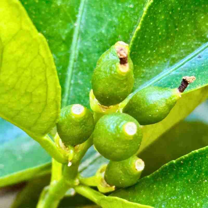 Overloaded Branches May Need Thinning