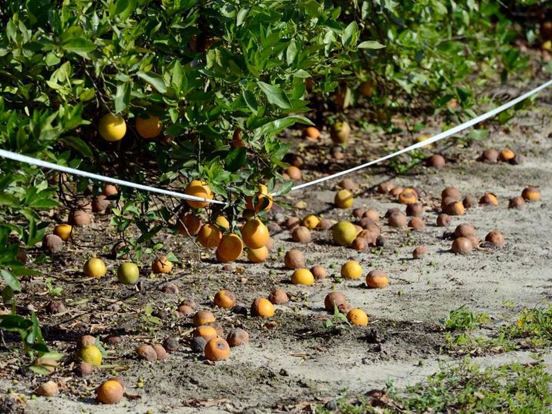 Overloaded Branches Naturally Drop Excess Developing Fruit