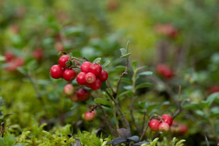 partridgeberry