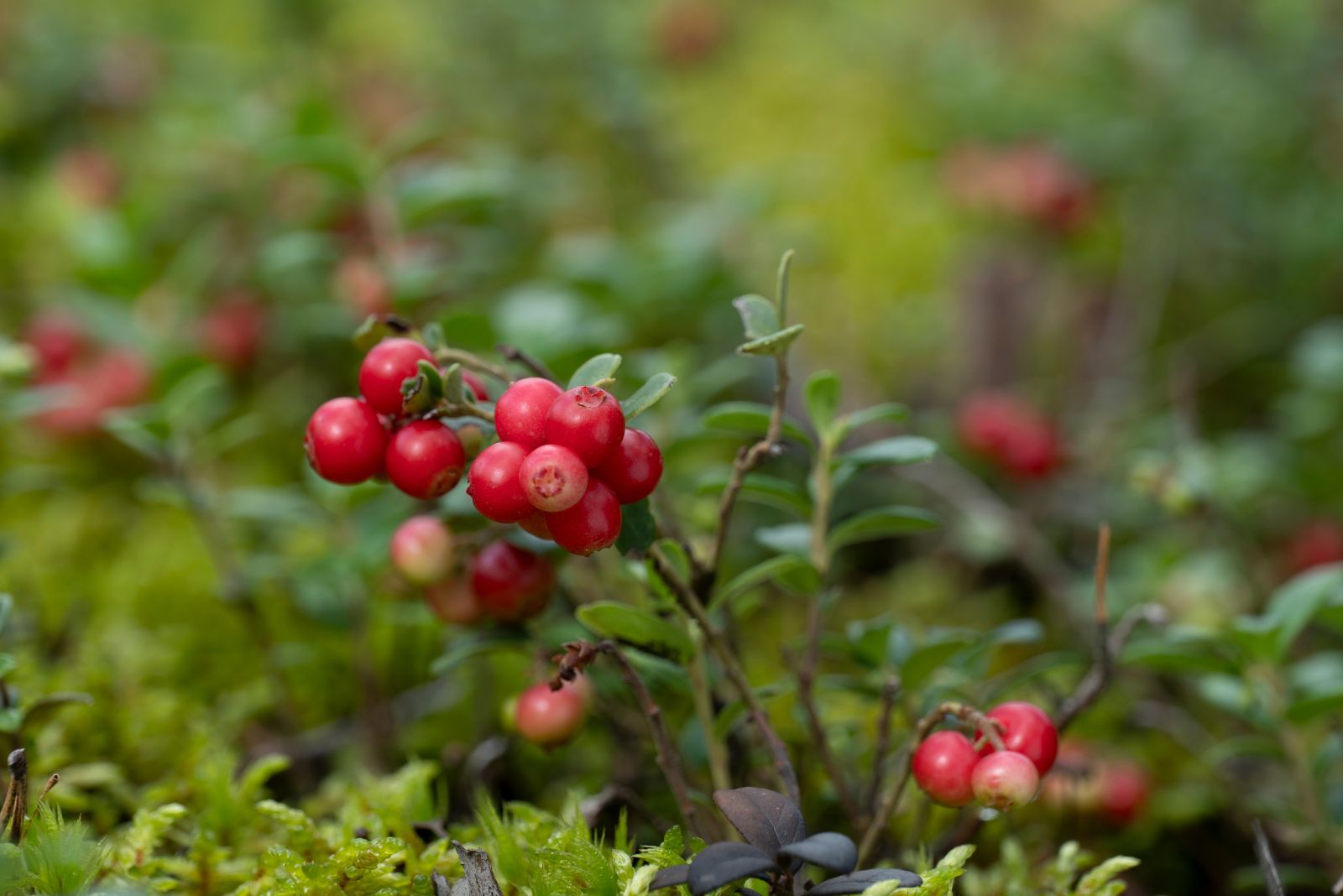 partridgeberry
