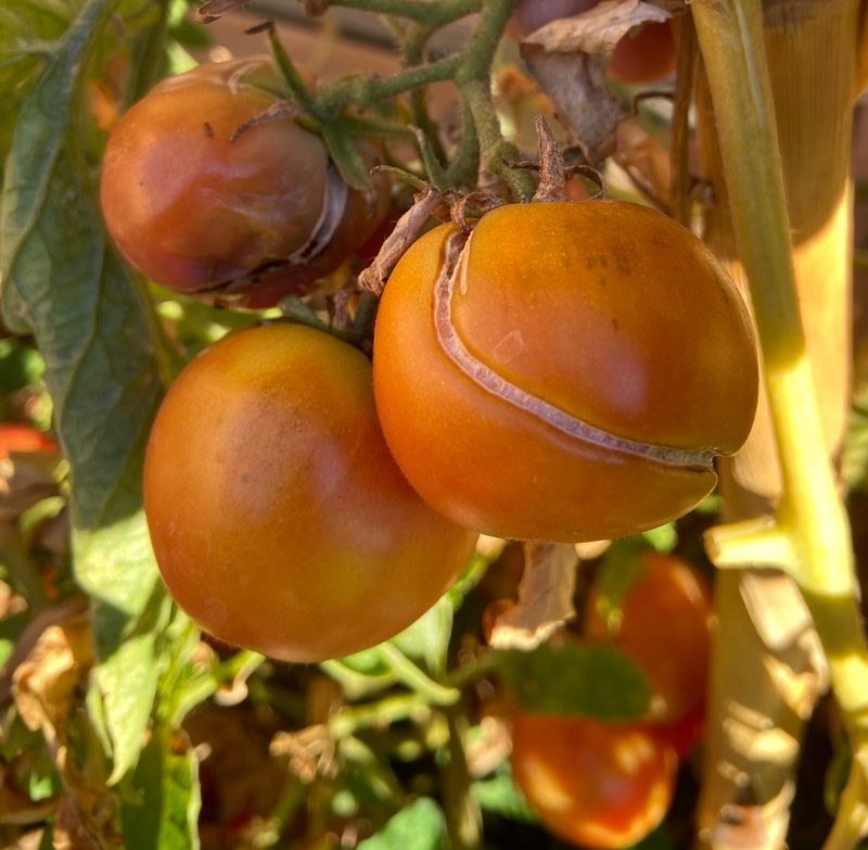 Overripe Fruit Cracks On The Vine