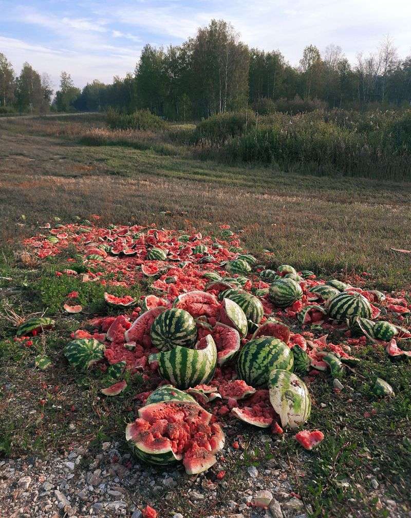 Overripe Fruit Left Too Long Splits Overripe Fruit Left Too Long Splits