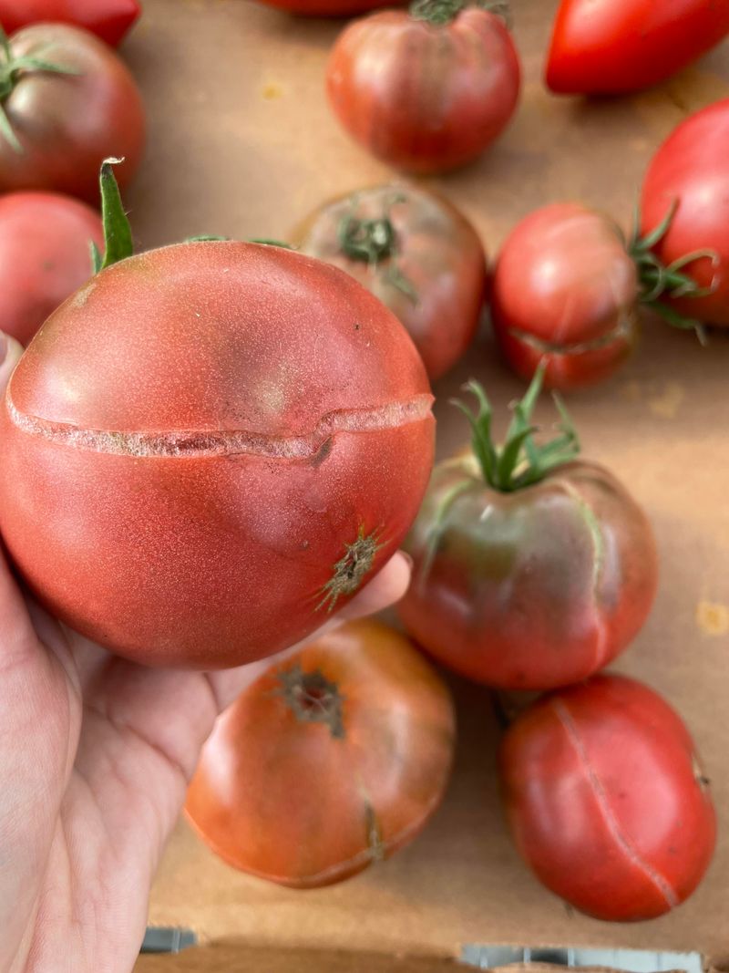 Overripe Tomatoes Split More Easily On The Vine