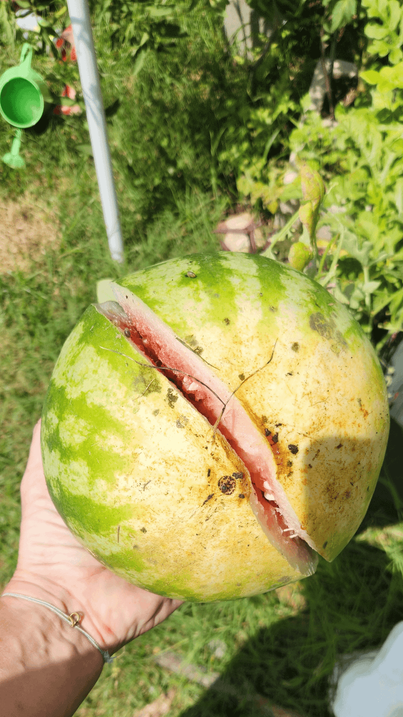 Overripeness At Harvest