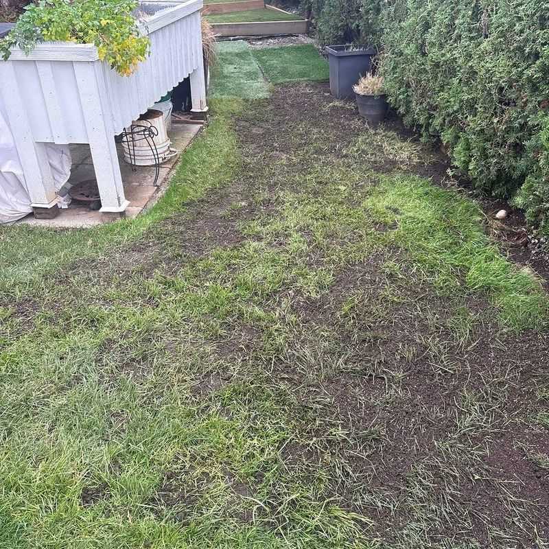 Overseed After Leveling