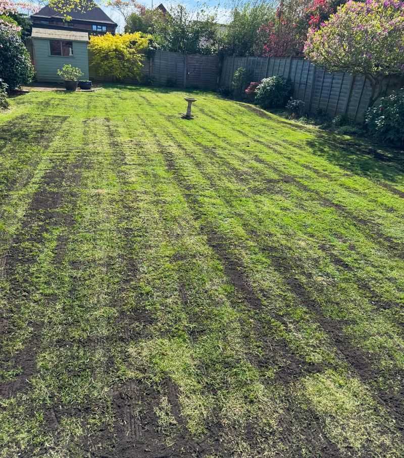 Overseed Thin Areas After Leveling