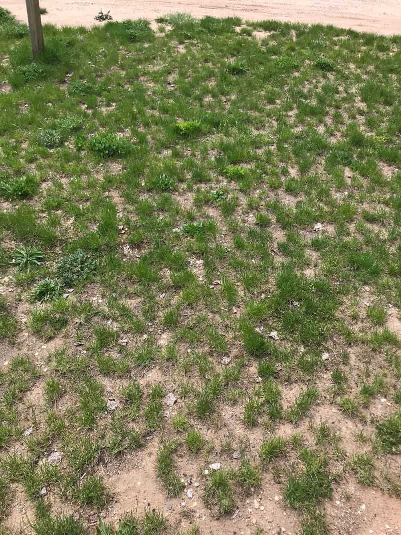 Overseed Thin Or Bare Spots Overseed Thin Or Bare Spots