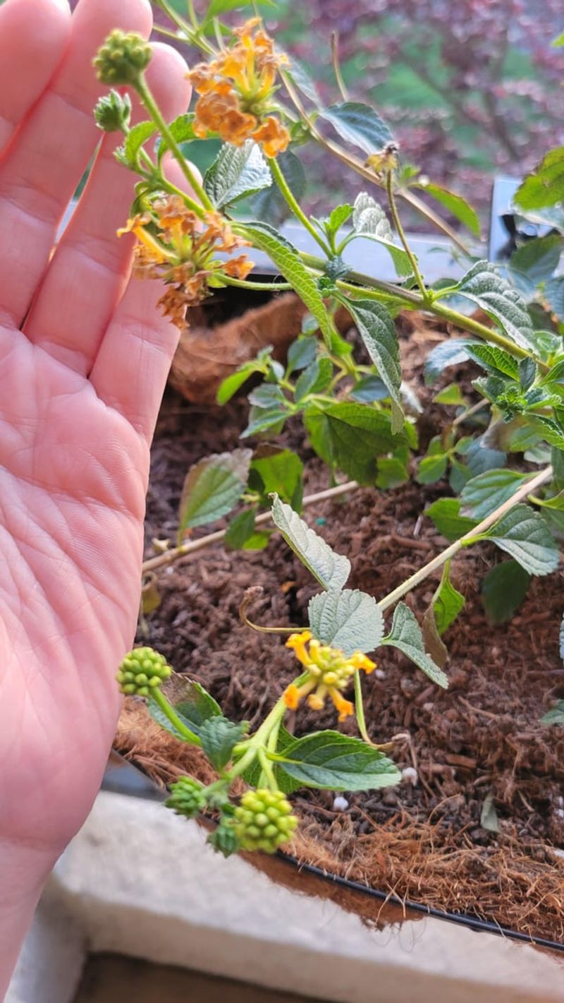 Overwatering Overwatering