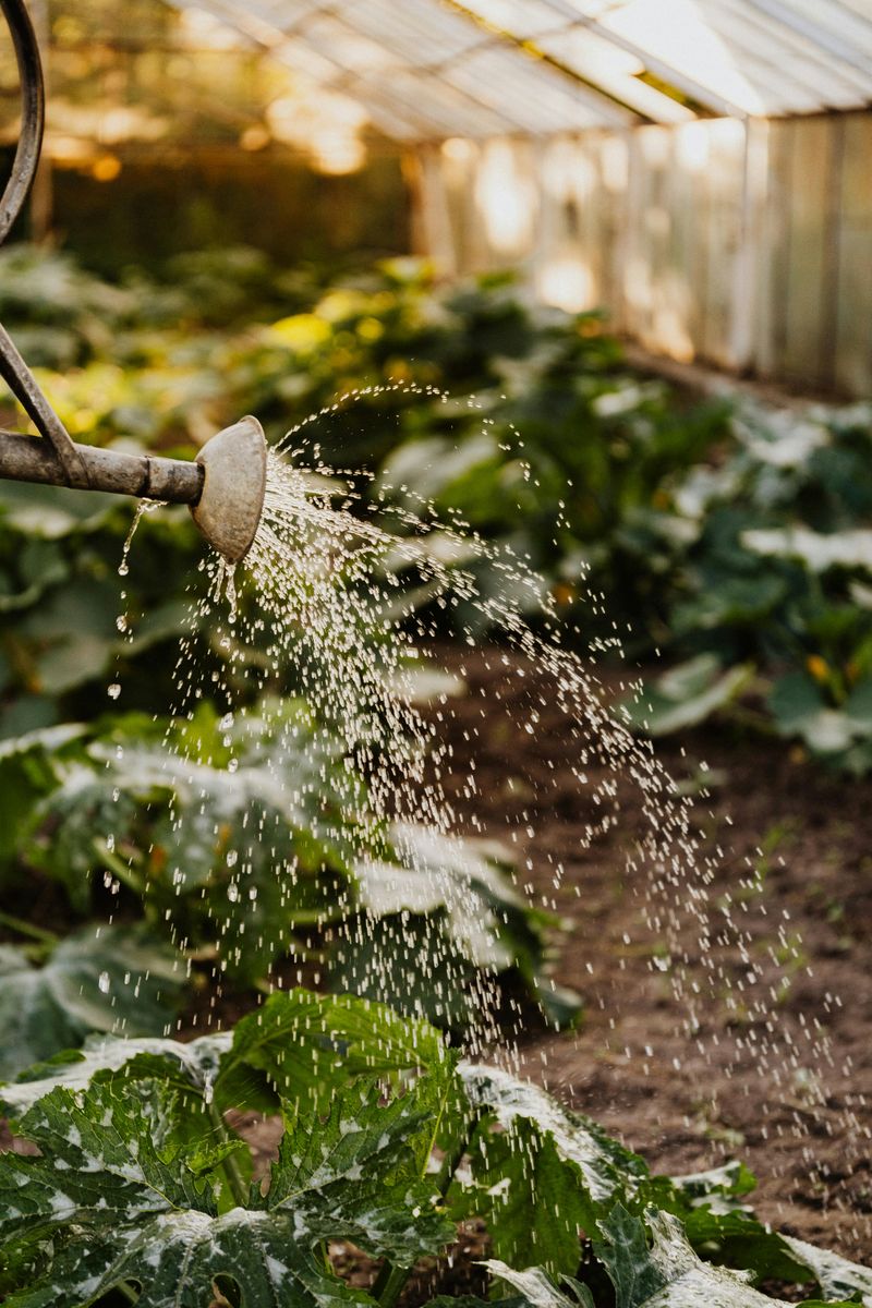 Overwatering After Heavy Downpours