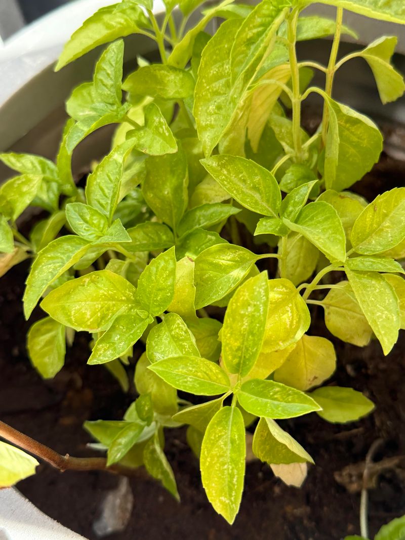 Overwatering Can Lead To Weak Basil Growth
