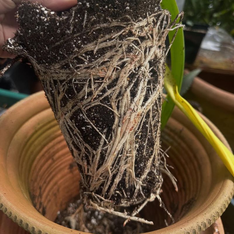 Overwatering Dormant Bulbs May Lead To Rot Problems Overwatering Dormant Bulbs May Lead To Rot Problems