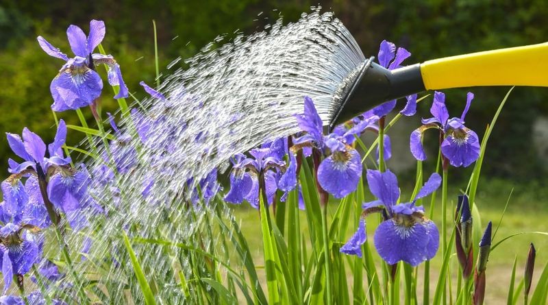 Overwatering During Warm Weather