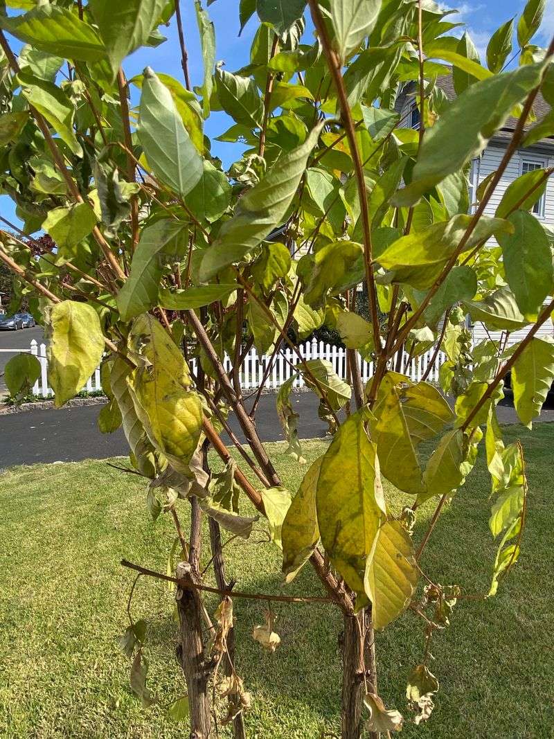 Overwatering Established Trees