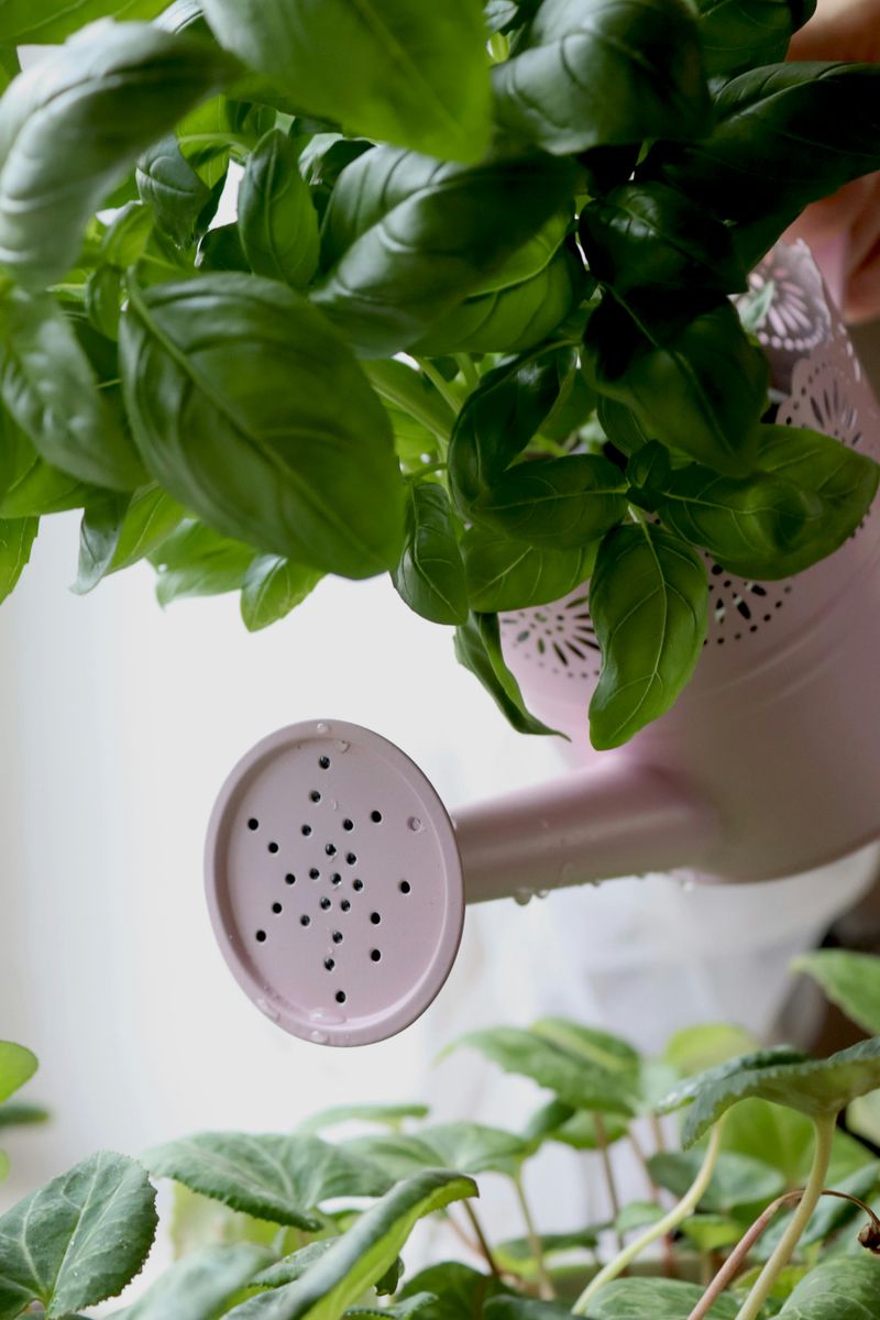 Overwatering In The Heat 