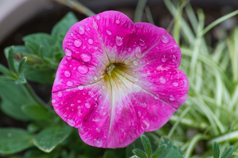 Overwatering Is The First Mistake To Rule Out Overwatering Is The First Mistake To Rule Out